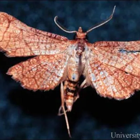 thumbnail for publication: Seagrape Borer, Hexeris enhydris Grote (Insecta: Lepidoptera: Thyrididae)